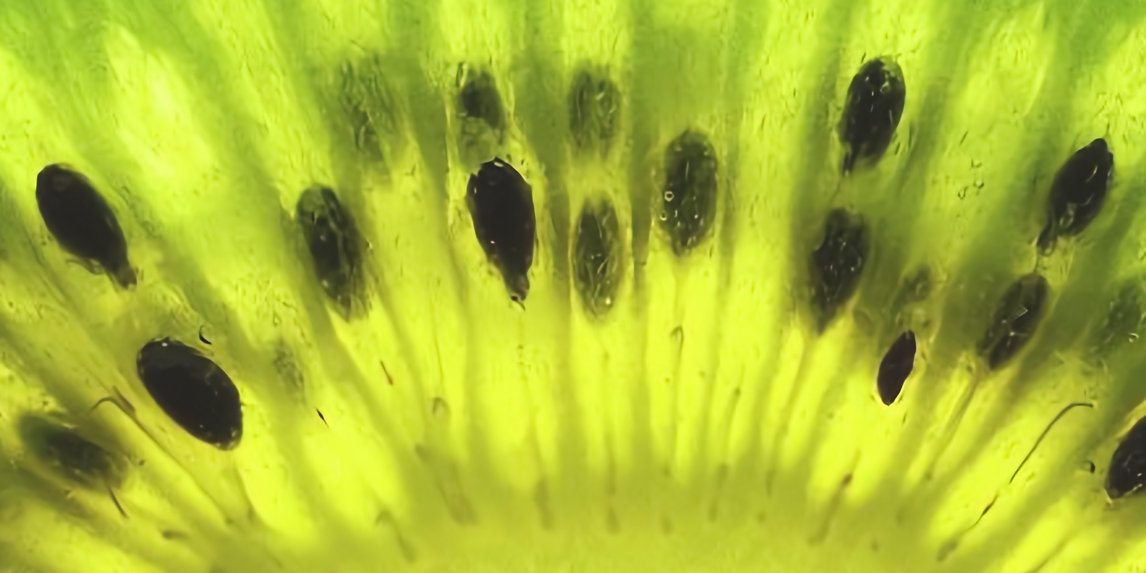 Macro view of a kiwi fruit