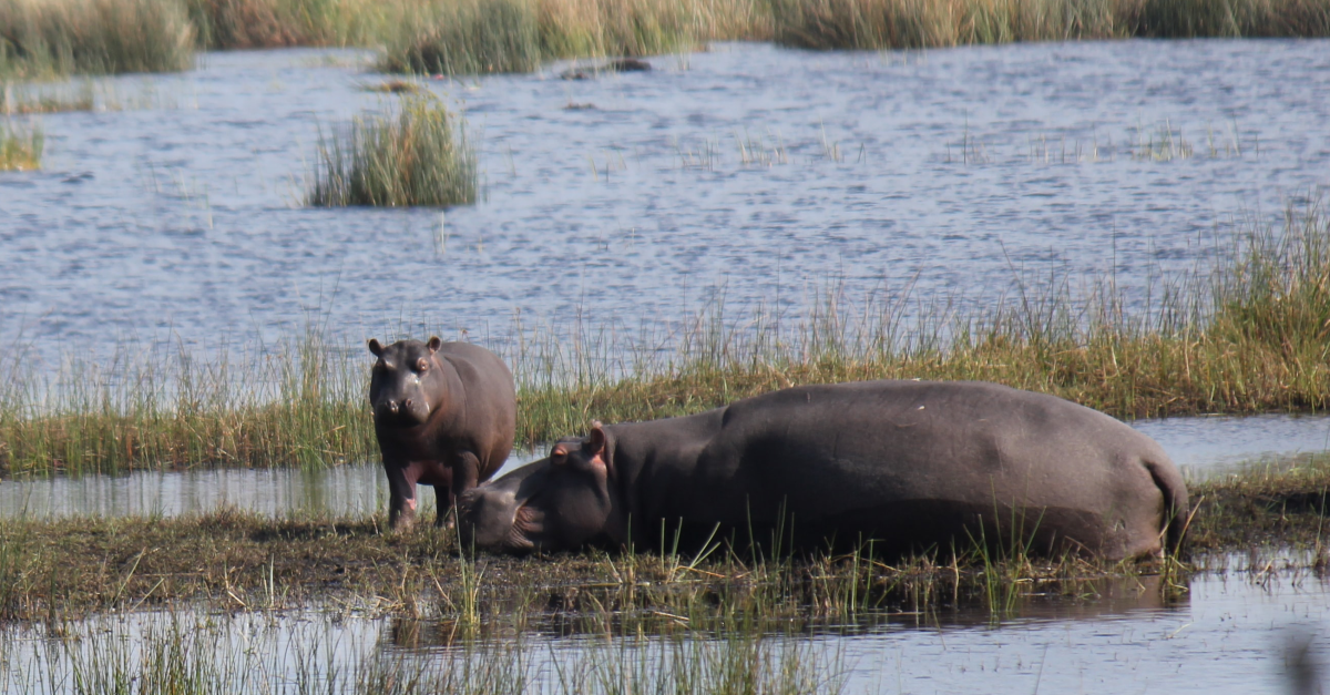 Hippo's enjoying the South African Wetlands 
